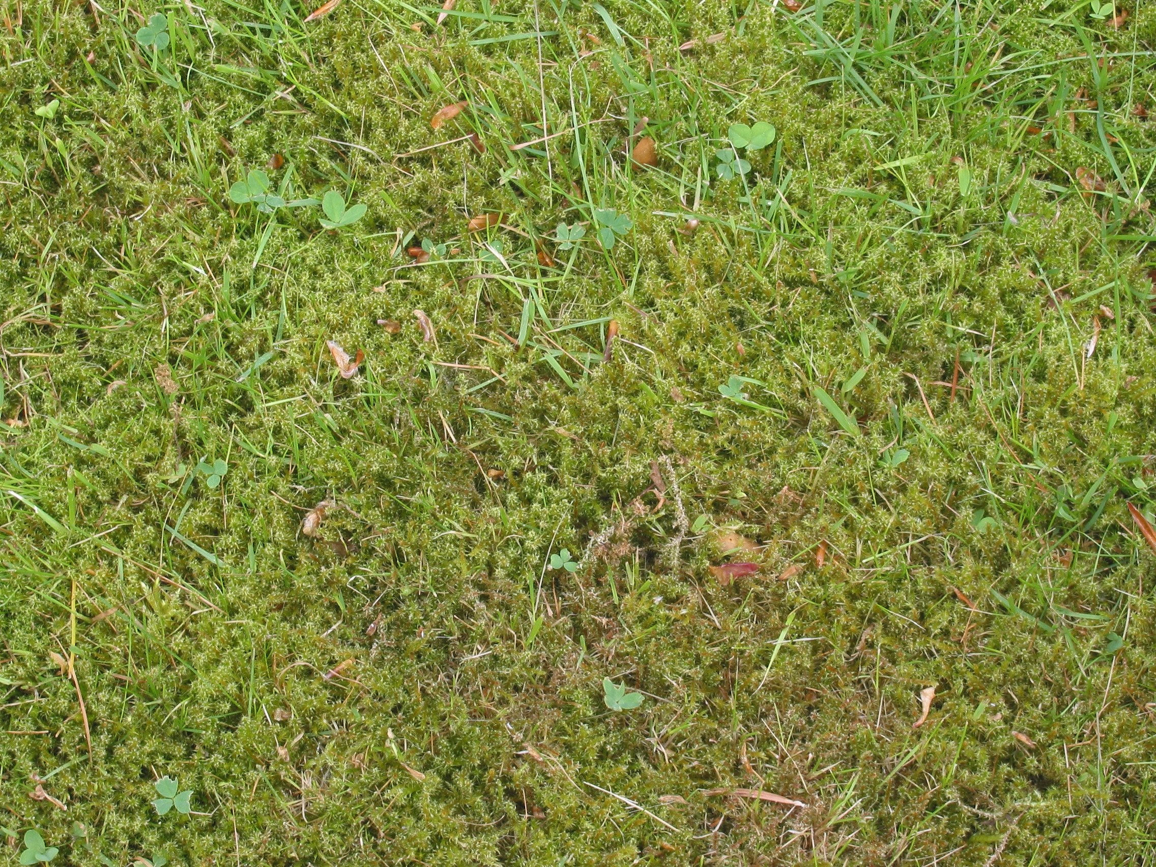 moss lawn download moss lawn download