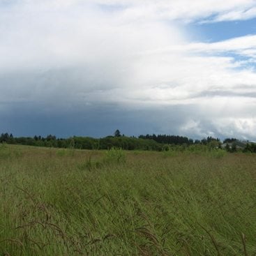 photos of grasses under a cloudy sky