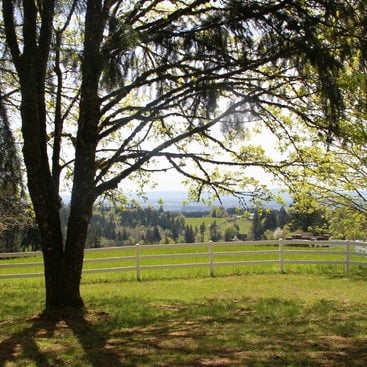 photo of trees and the fenceline at Mason Hill Park