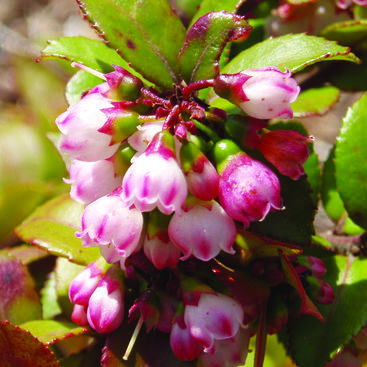 Photo of flowers