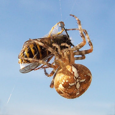 photo of a spider eating a bee