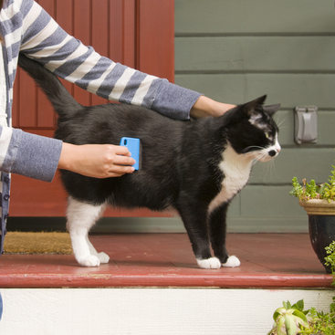 photo of a cat getting combed for fleas