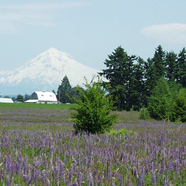photo of Mount Hood and a field of lupine