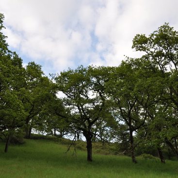 a photo of a group of lush green white oak savanna