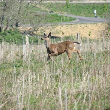 photo of black-tailed deer at West Bliss Butte