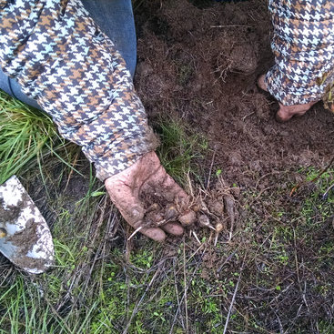 photo of camas harvest