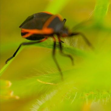 cover of 2014 Integrated Pest Management Field Guide