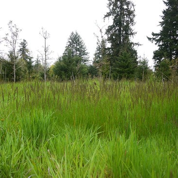 East Council Creek prairie