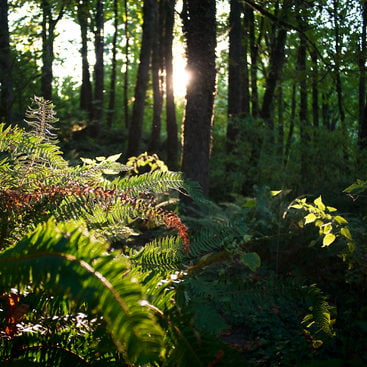 photo of ferns at Newell Creek Canyon