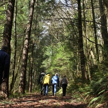 a photo of people hiking beneath a heavy tree canopy