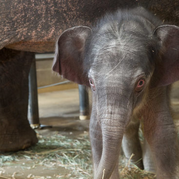 Baby elephant ears