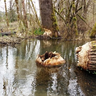 photo of large tree that beaver chewed through at Richardson Creek Natural Area