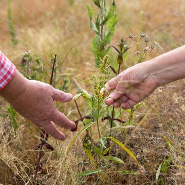 hands reaching out to touch plants in a prairie