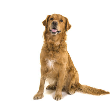 photo of pets policy golden retriever dog