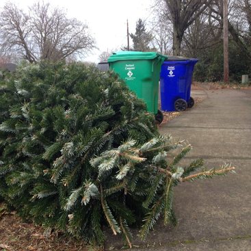 A pine tree laying on it's side next to curbside bins, partly on sidewalk.