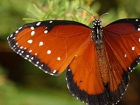 photo of a butterfly