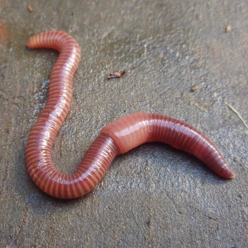 Worm