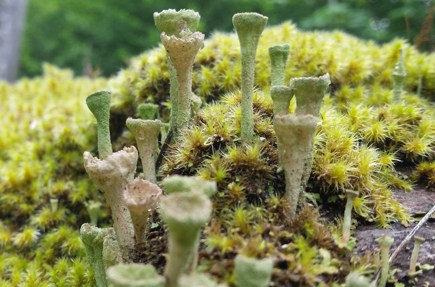The Little Things in Life–Lichens and Moss: NATURE in the NEIGHBORHOOD -  Newport This Week