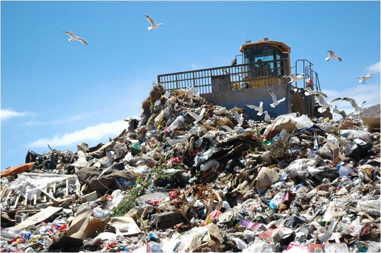 landfill_seagulls_moving_trash.jpg?itok=
