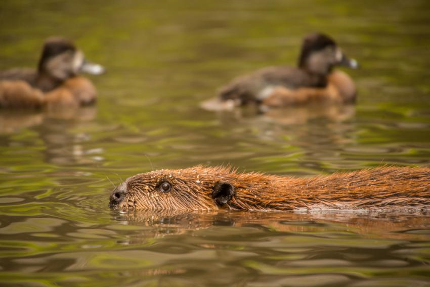FULL Ducks and beavers Metro