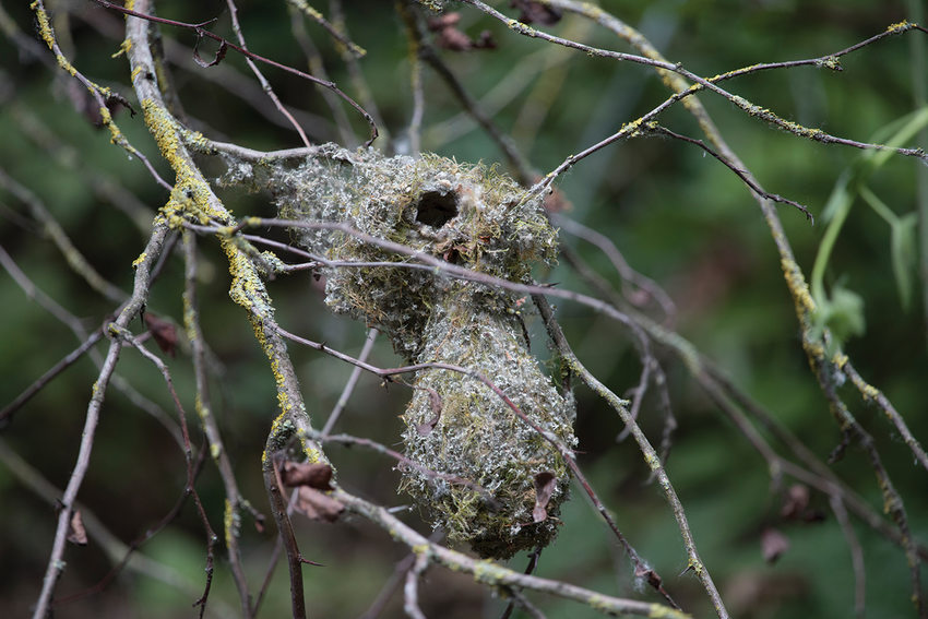 A mossy nest that looks like a gourd hangs from a small branch.