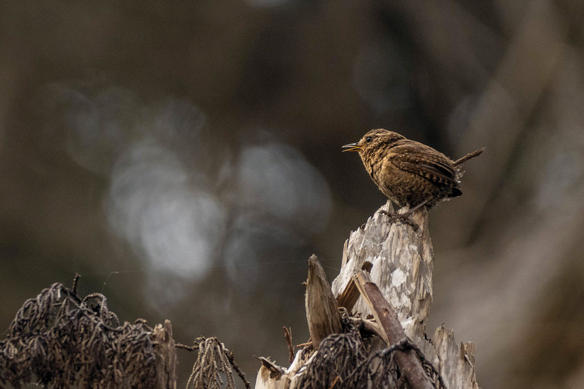 A tiny little brown bird perches on fallen branch.