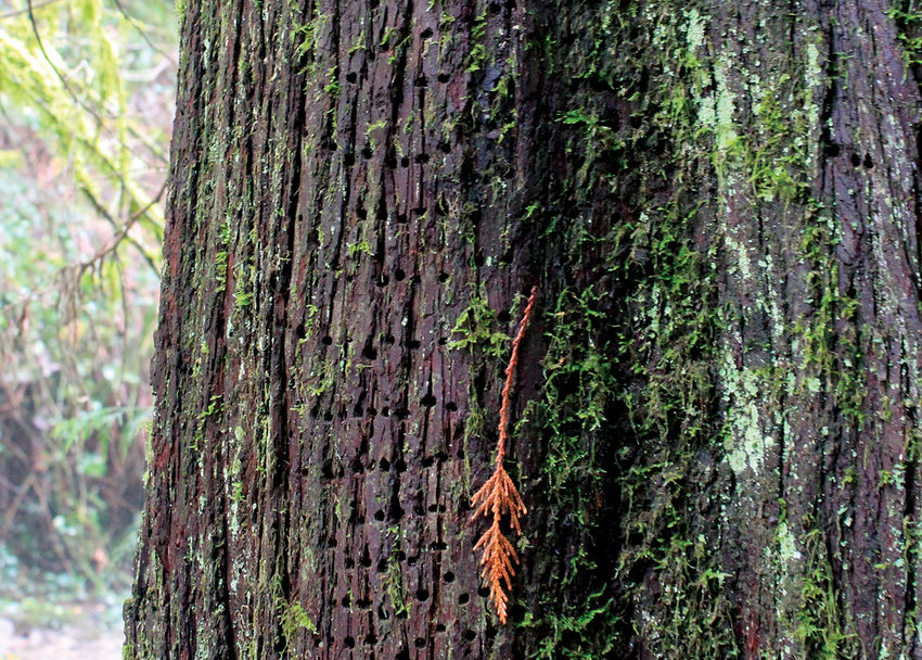 Tiny holes in neat rows cover the bark of a tree that is also covered in moss.