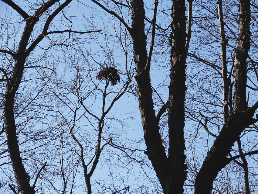 A squirrel nest, called a drey, hangs in the bare branches of a tree.
