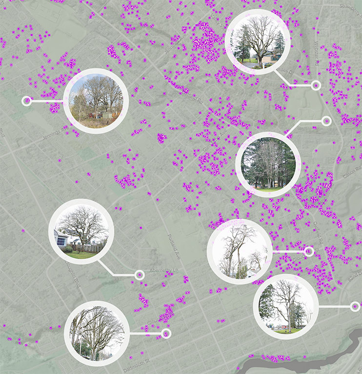 A map with hundreds of purple dots and several small pictures of trees. The circles have arrows pointing to specific dots.