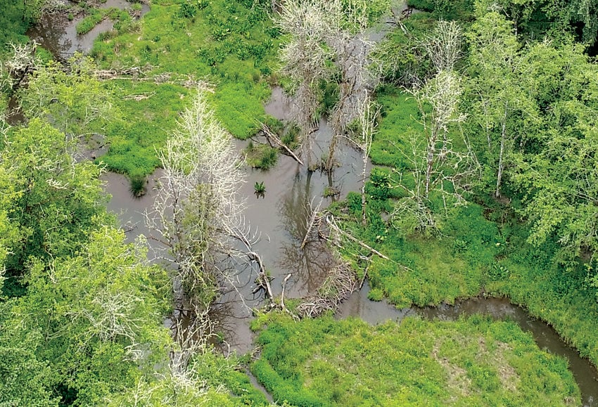 A drone image of a pool behind a beaver dam. Multiple beaver dams are behind the pool.