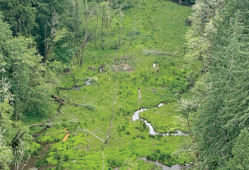 A drone image of a wetland filled with a green plant called canary grass, which is an invasive weed.