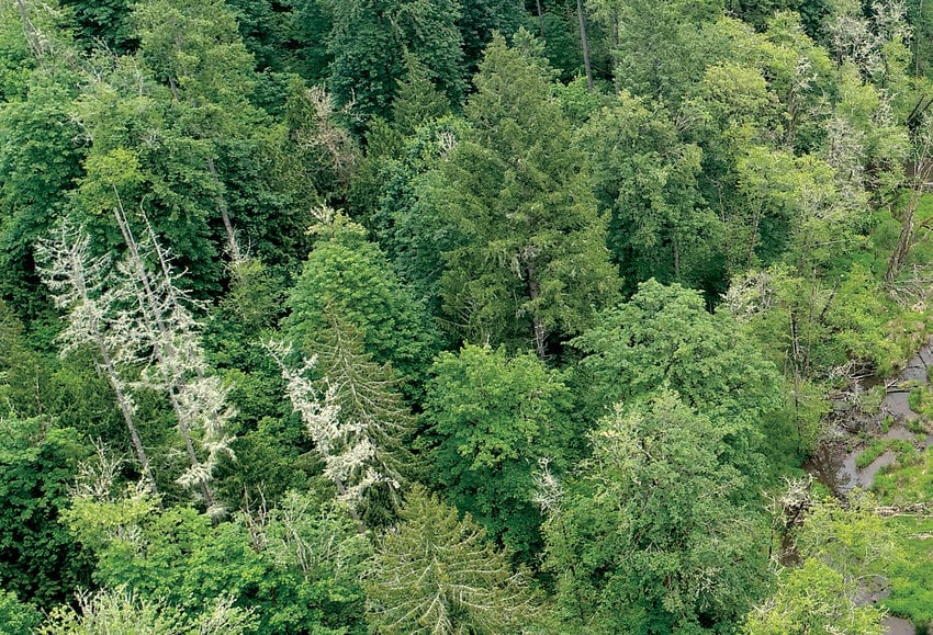 Just a couple miles west of Sherwood, Baker Creek winds from south to north for four miles through ravines topped with farms, ranches, homes and forests. Its waters eventually flow into the Tualatin River. Metro manages four natural areas along the creek 