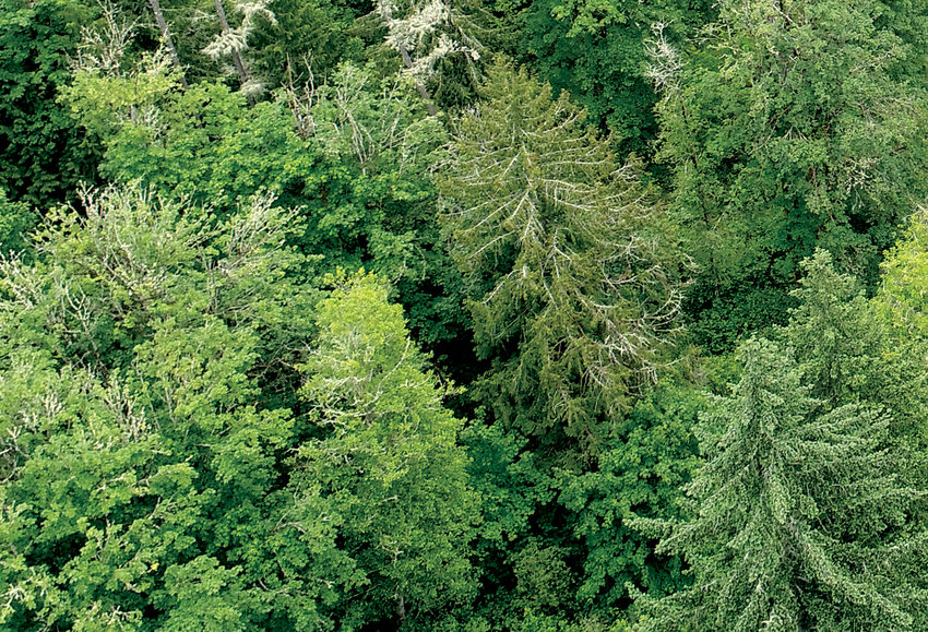 A drone image of the canopy of a forest with coniferous and deciduous trees.