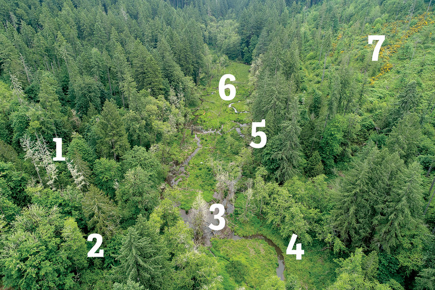 A drone image of a forest with conifer and deciduous trees with a winding creek running through the middle. Beaver dams dot the stream.