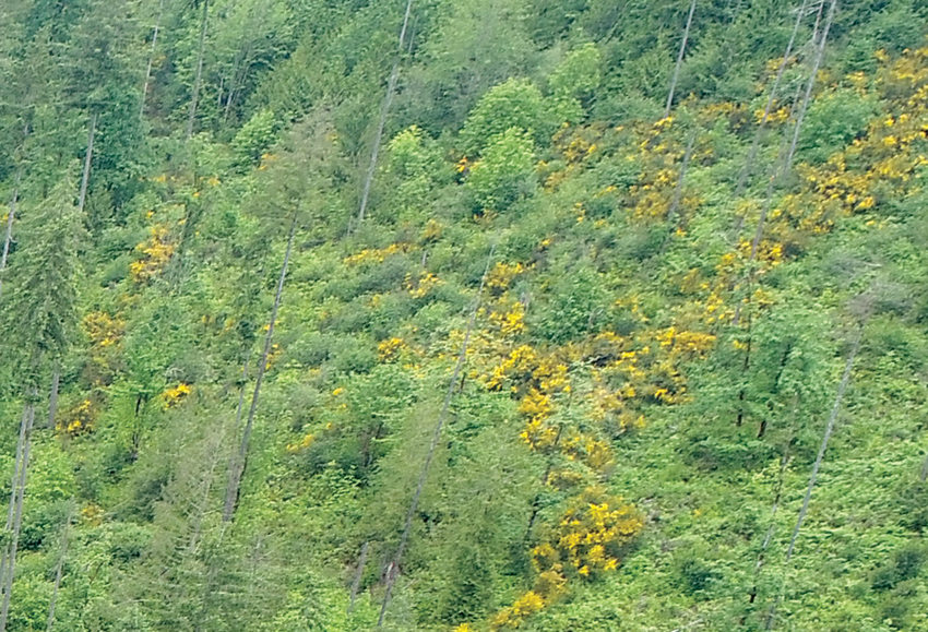 A drone image of a forest with several large patches of yellow scotch broom, an invasive weed.
