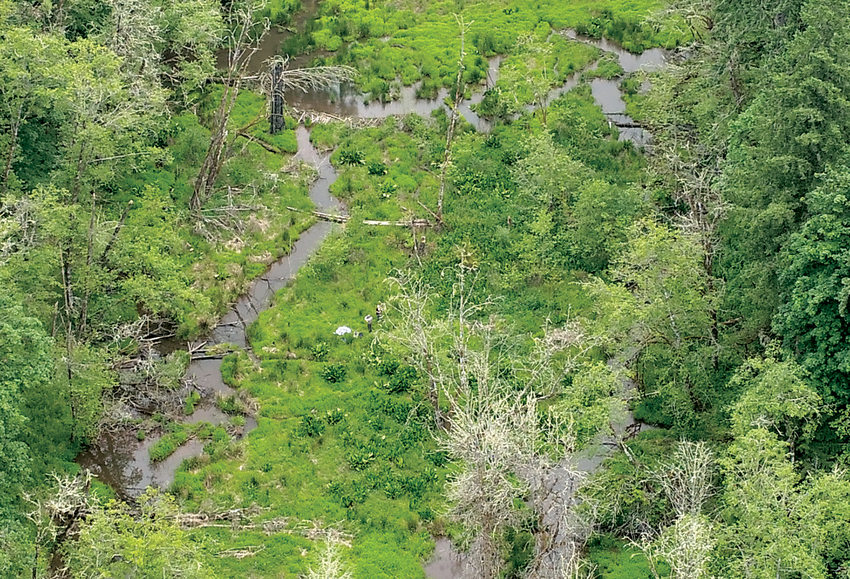 A drone image of a stream breaking into multiple channels with islands of green plants between them.