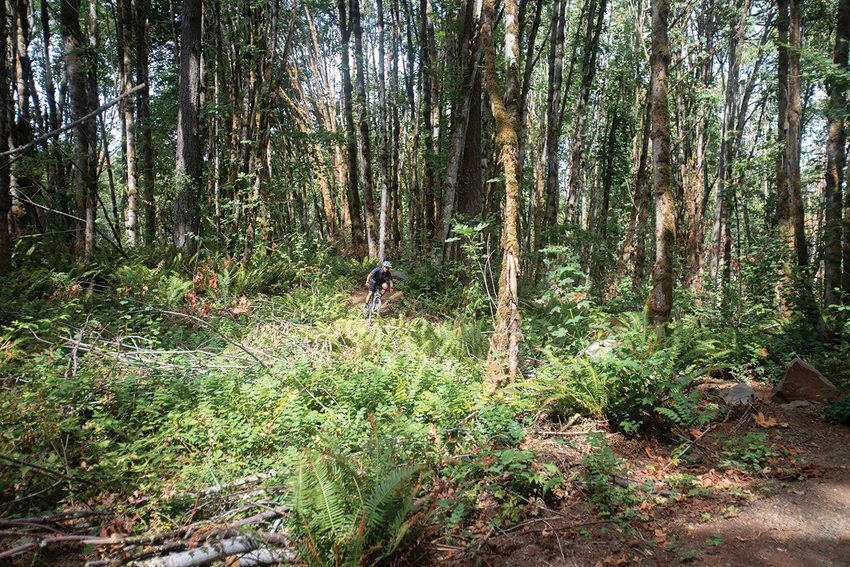 A mountain biker travels a path lined with trees and ferns in Newell Creek Canyon Nature Park.