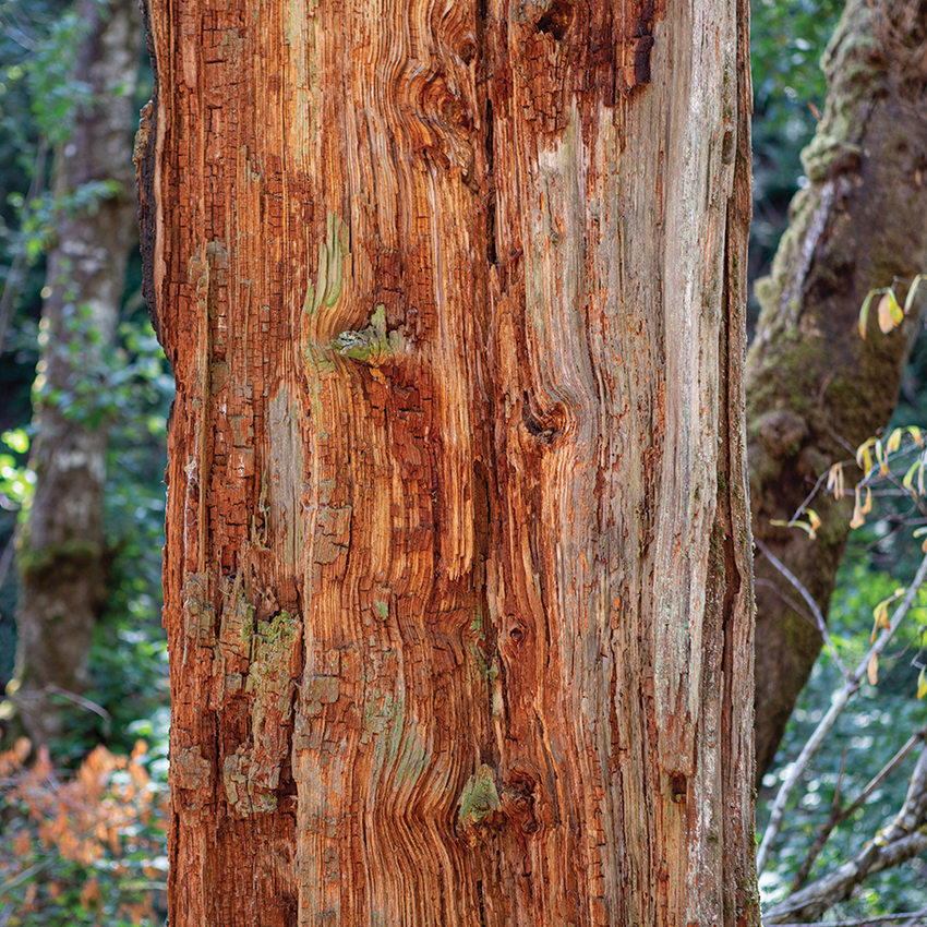 A close up of a split western redcedar trunk.