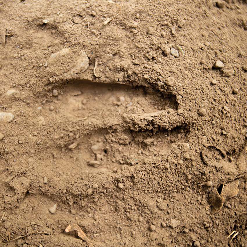 A deer track in red, dusty soil.