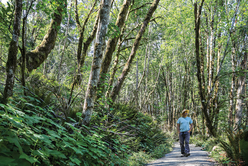 A man in a blue shirt and straw hat walks along a trail with ferns and trees all around.