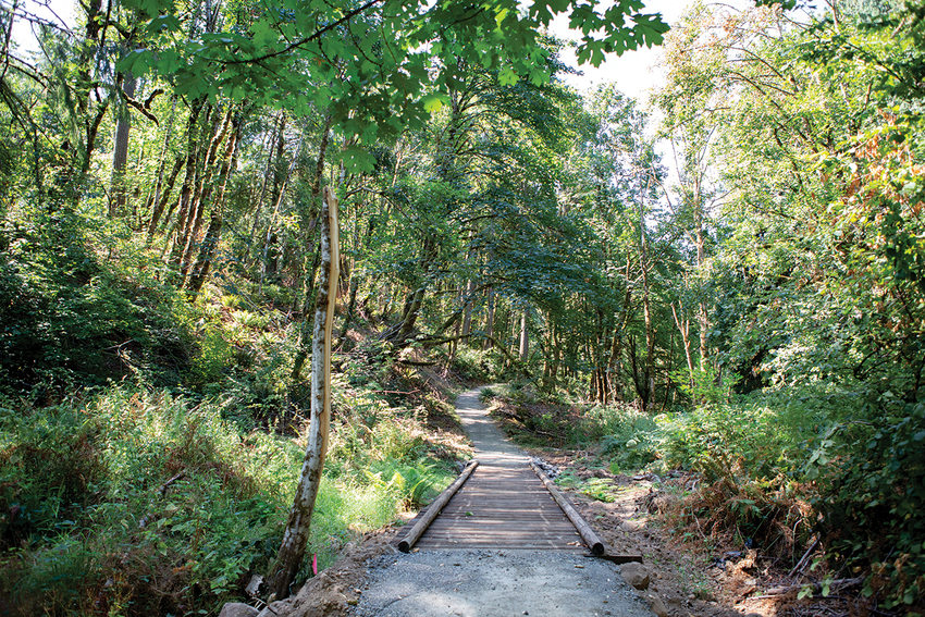 A trail meets a small footbridge in the forest.