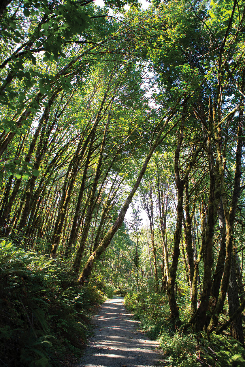 A trail goes into the middle distance. It is surrounded by big-leaf maple trees.