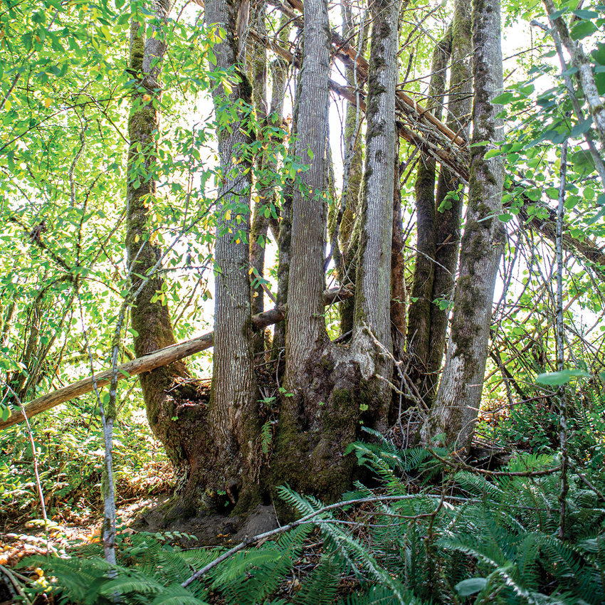 A big-leaf maple with at least ten trunks growing from its base.