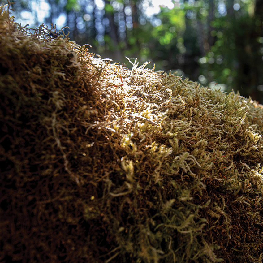 Moss covers a tree branch. It is stringy like a shag carpet and brown and light green.