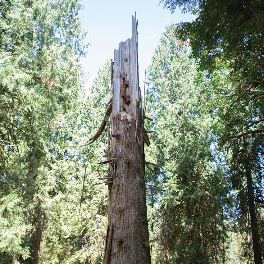 A broken tree trunk, called a snag, stands amid large evergreen trees.