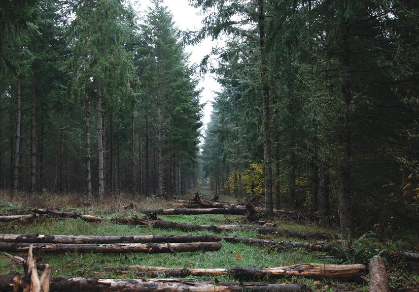 Downed logs lie on the ground between large stands of forests.