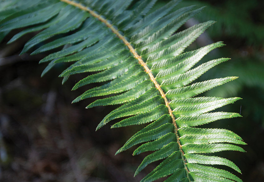 A sword fern catches sunlight.