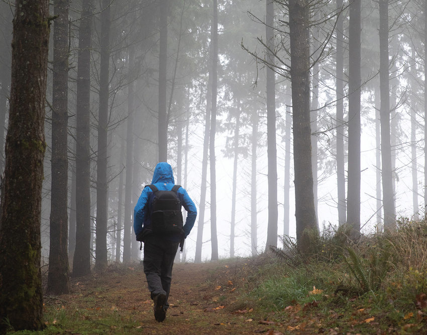 A hiker walks among tall, thin trees shrouded in fog.