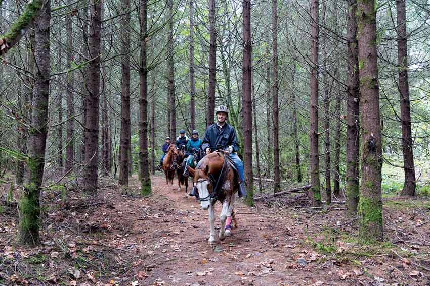 Four horse riders make their way through a dense forest along a trail.