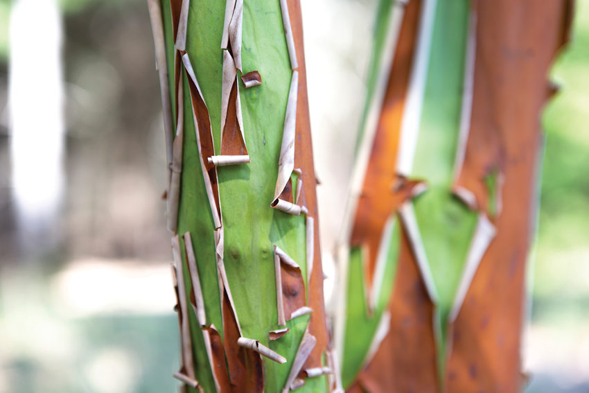 Brown bark peals away from a madrone tree to show green wood underneath.